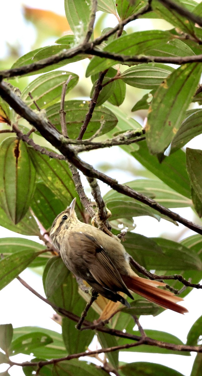 Bahia Treehunter (undescribed form) - Ciro Albano