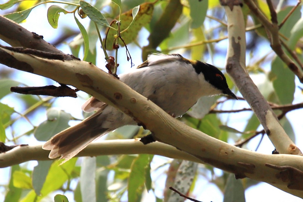 White-naped Honeyeater - ML613849823