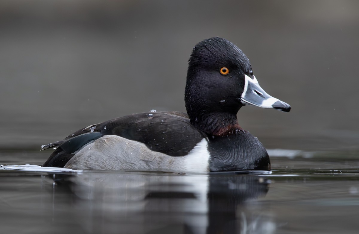 Ring-necked Duck - ML613849940