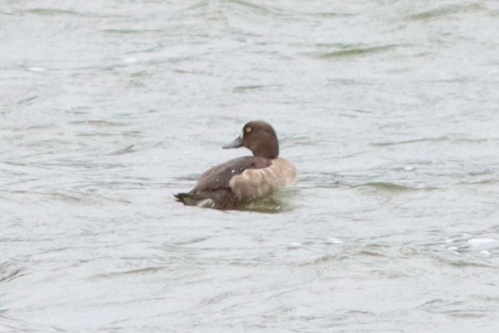 Tufted Duck - ML613849973