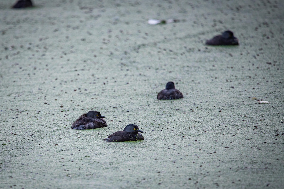 Least Grebe - ML613849983