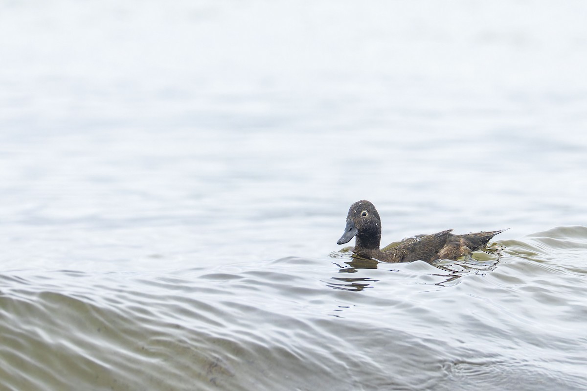 Auckland Islands Teal - Oscar Thomas