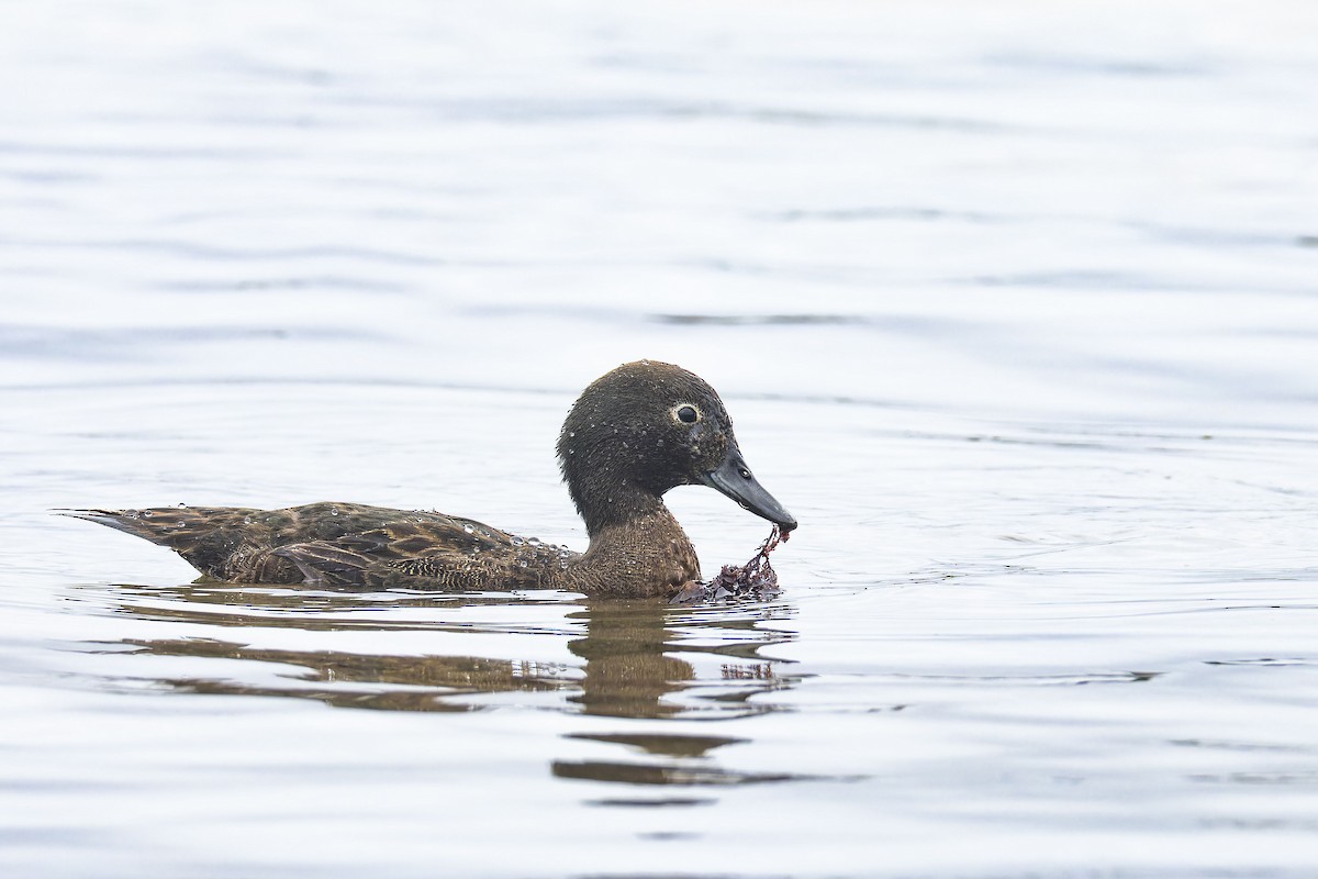 Auckland Islands Teal - Oscar Thomas