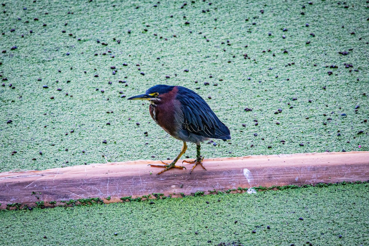 Green Heron - Eduardo Roldan Reyes