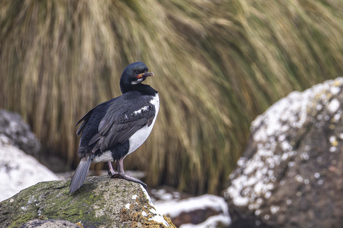 Campbell Islands Shag - ML613850036