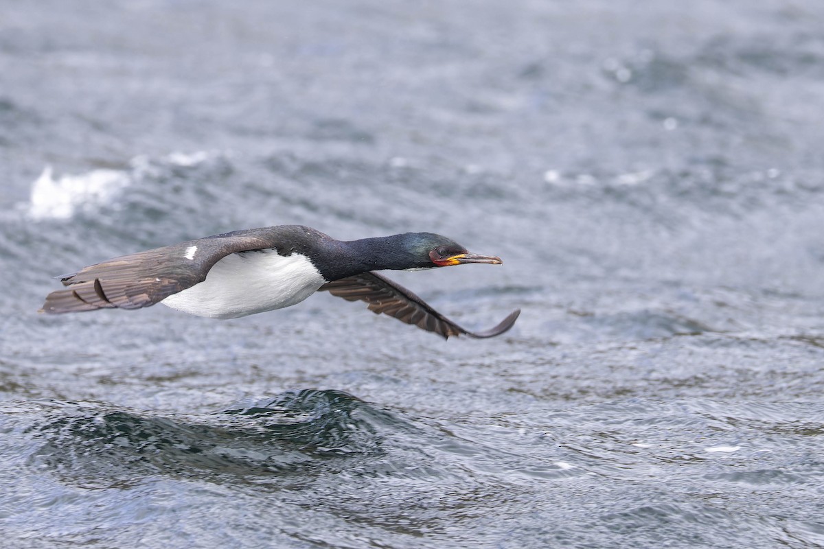 Campbell Islands Shag - ML613850037