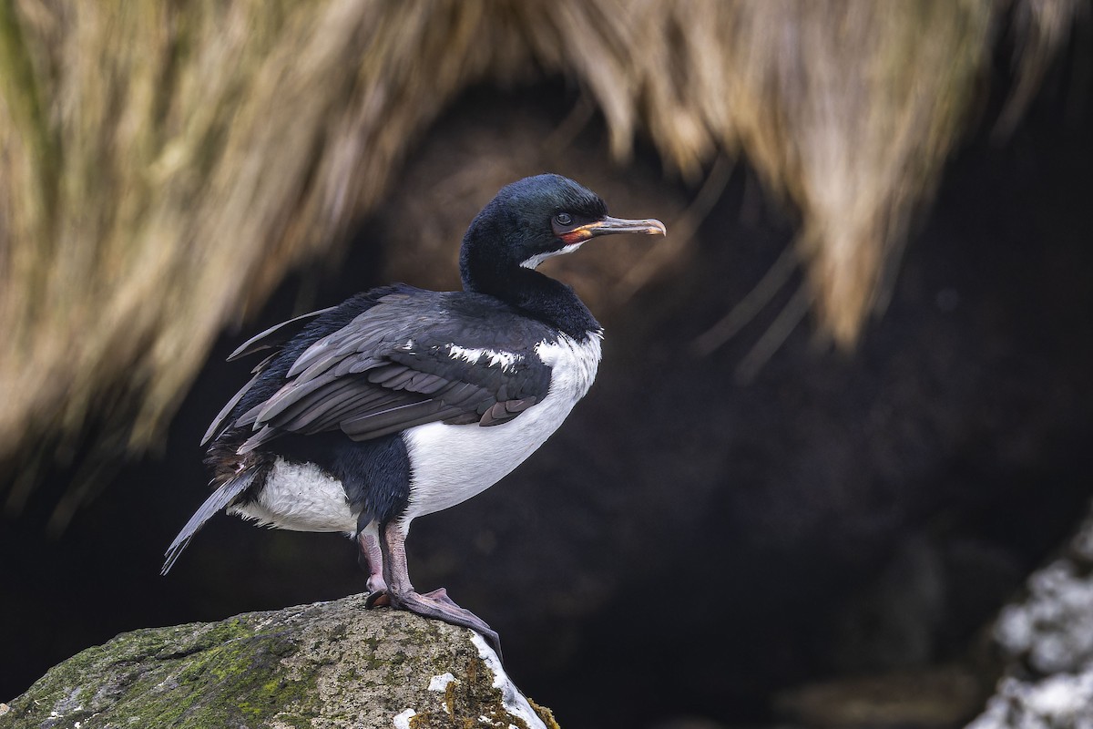 Campbell Islands Shag - ML613850038