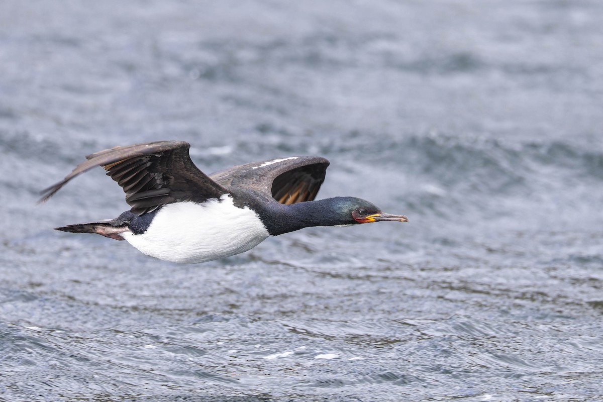 Campbell Islands Shag - Oscar Thomas