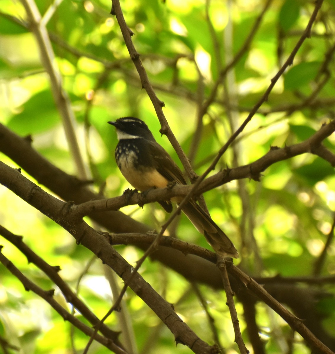 Spot-breasted Fantail - ML613850070