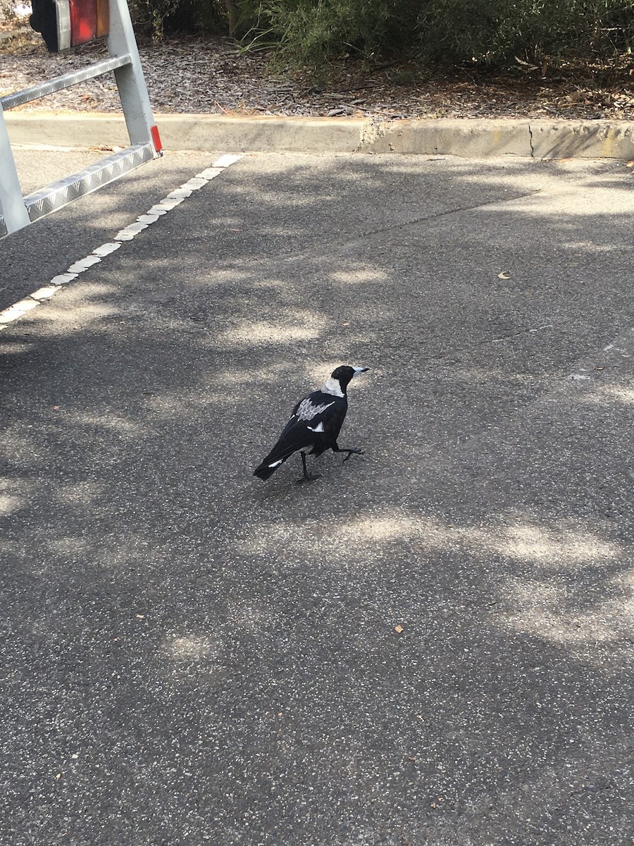 Australian Magpie (Black-backed x White-backed) - ML613850100