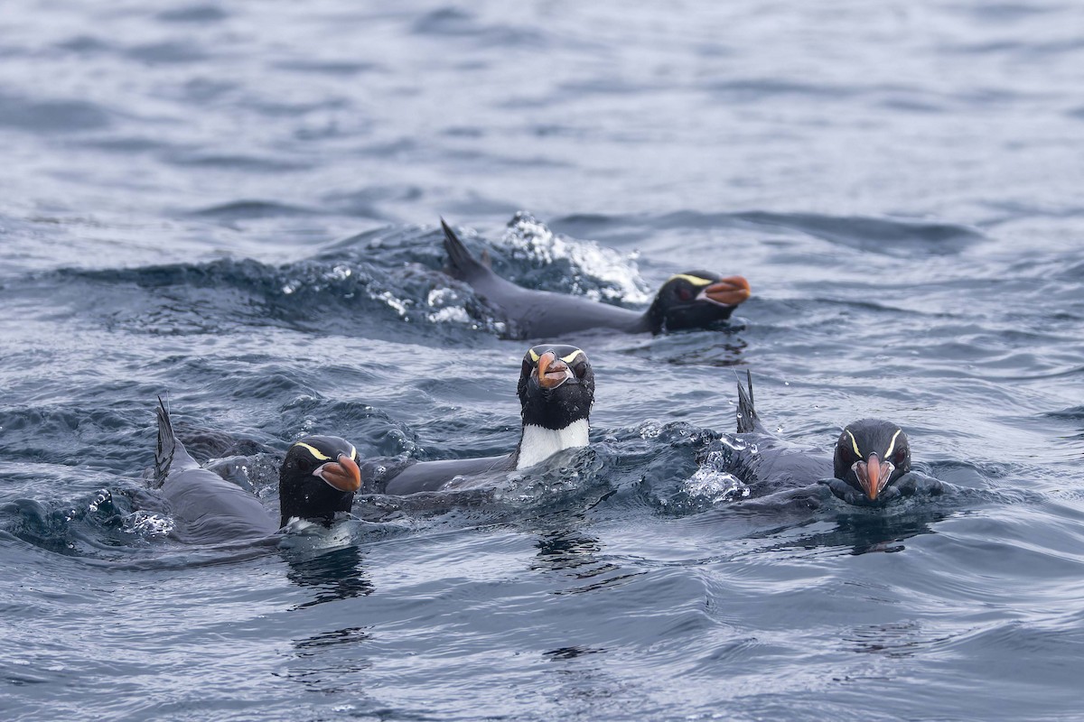 Snares Penguin - Oscar Thomas