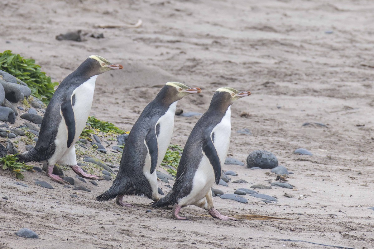 Yellow-eyed Penguin - Oscar Thomas