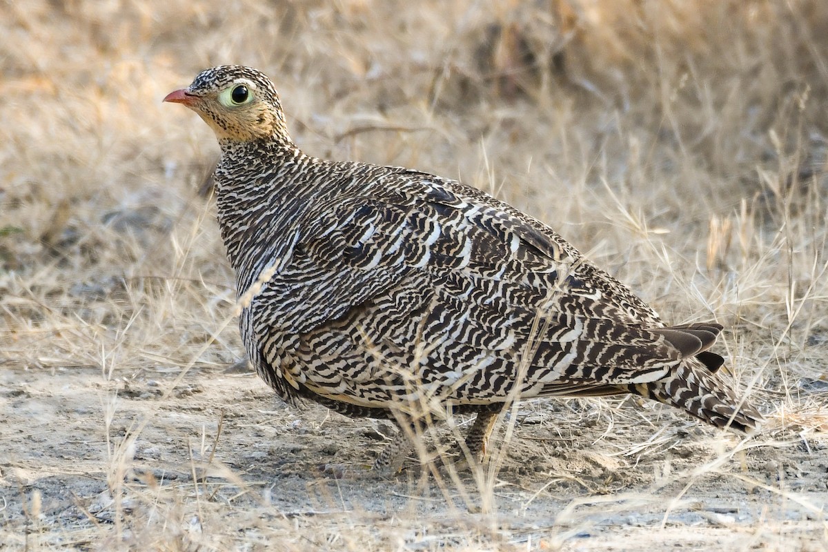 Painted Sandgrouse - ML613850130