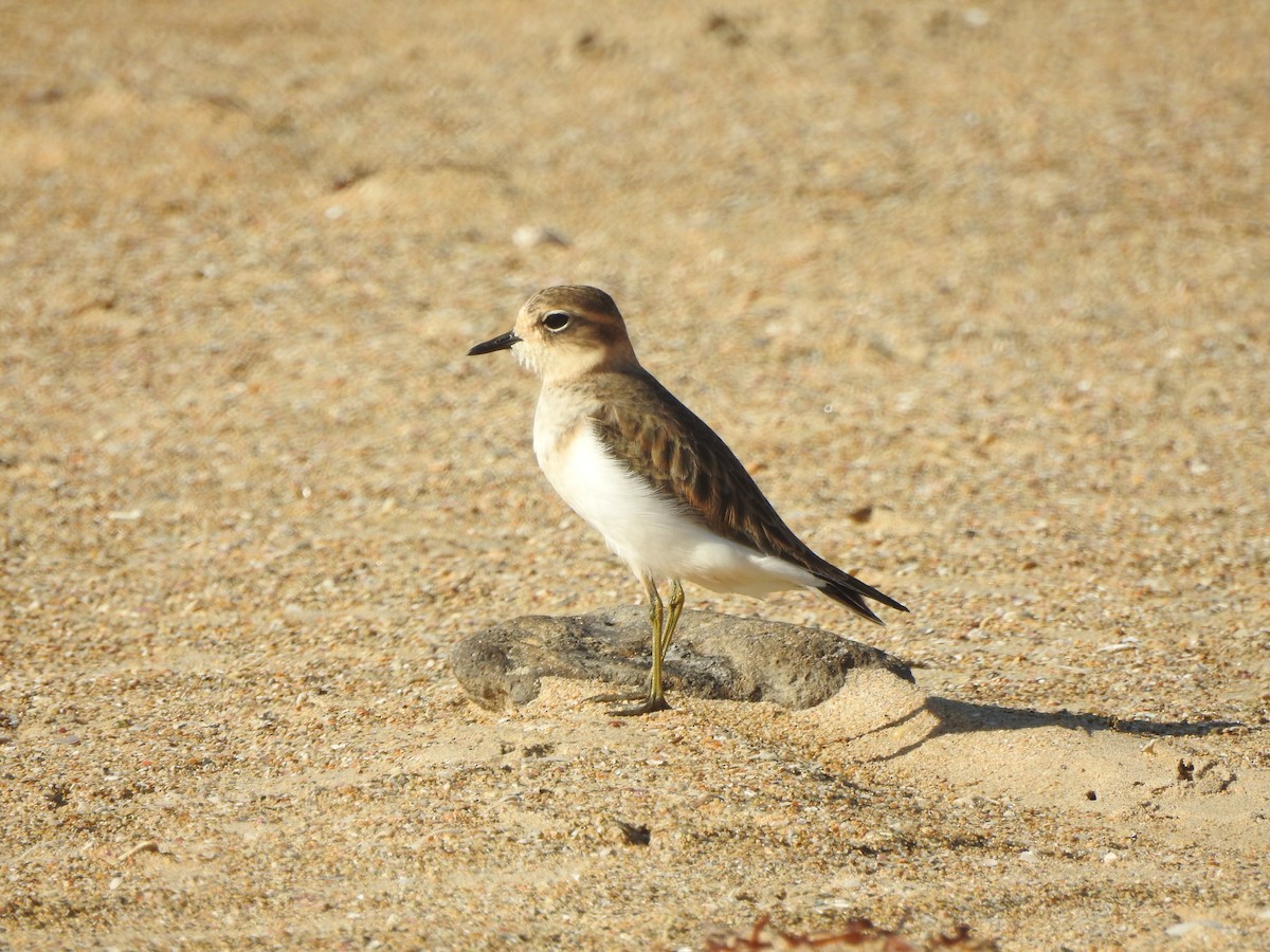 Double-banded Plover - ML613850148