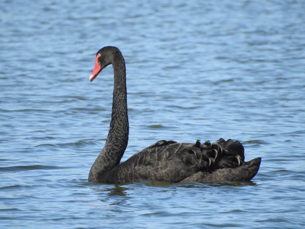 Black Swan - Kerry Vickers