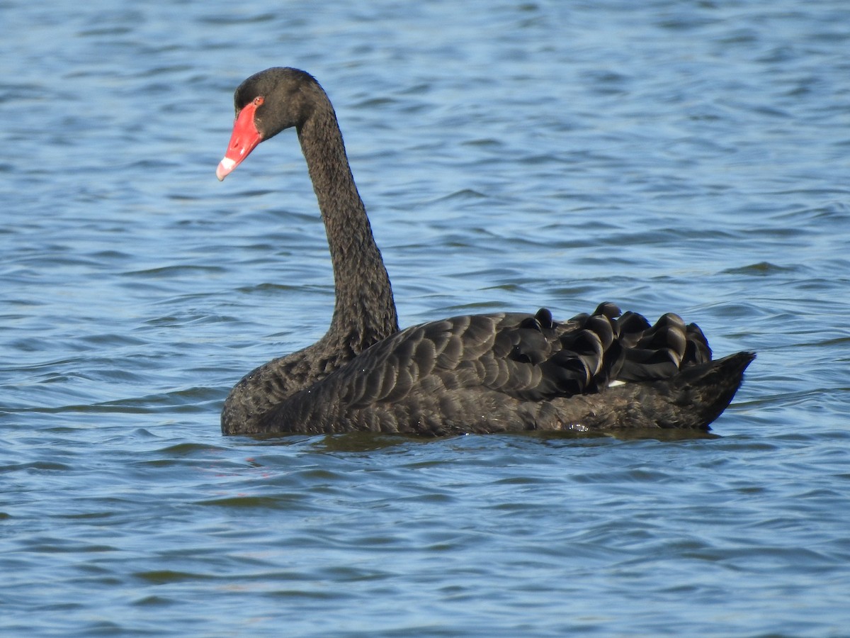 Black Swan - ML613850159