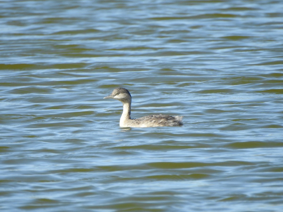 Hoary-headed Grebe - ML613850165