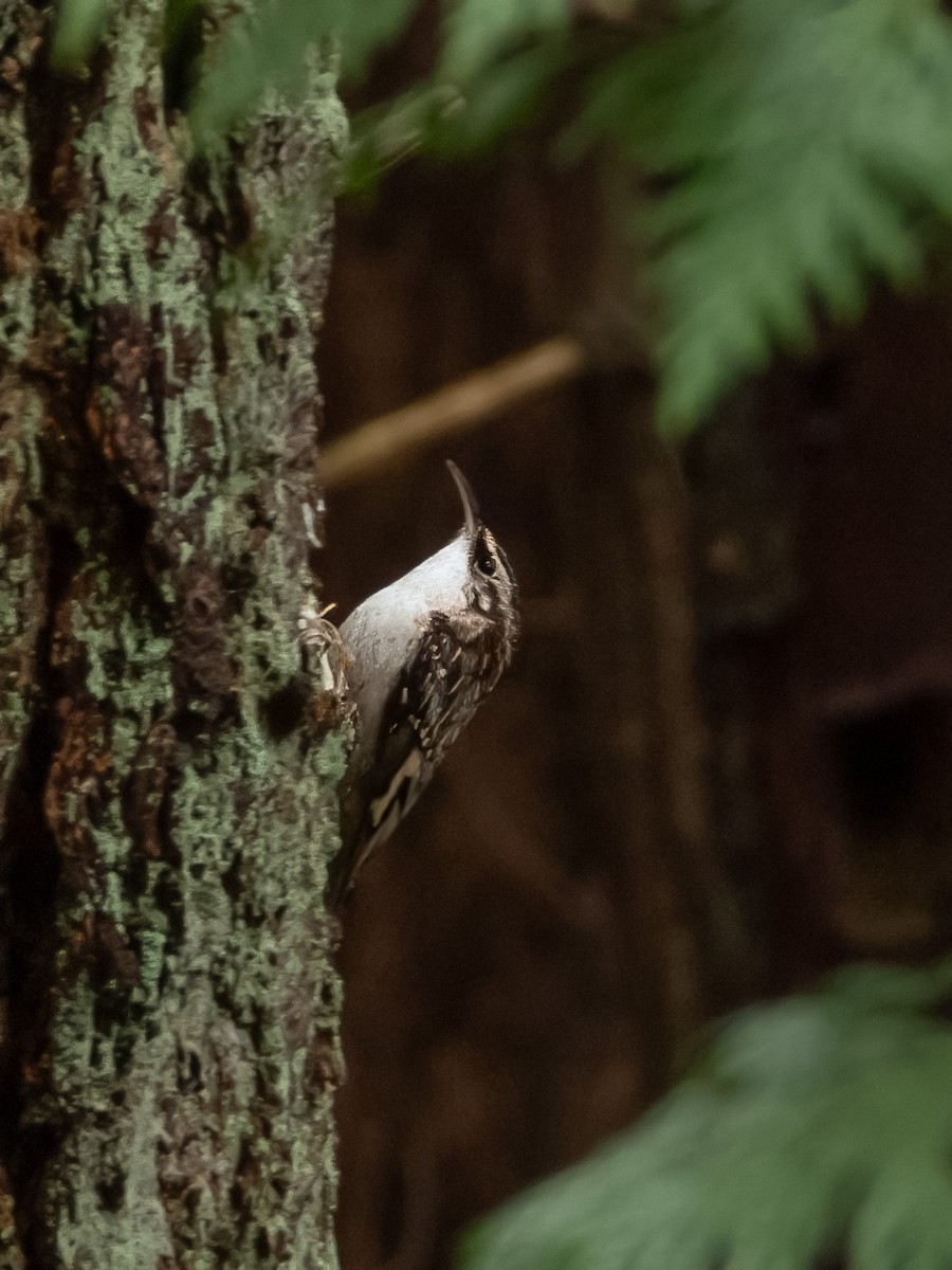 Brown Creeper - Jason Alexander