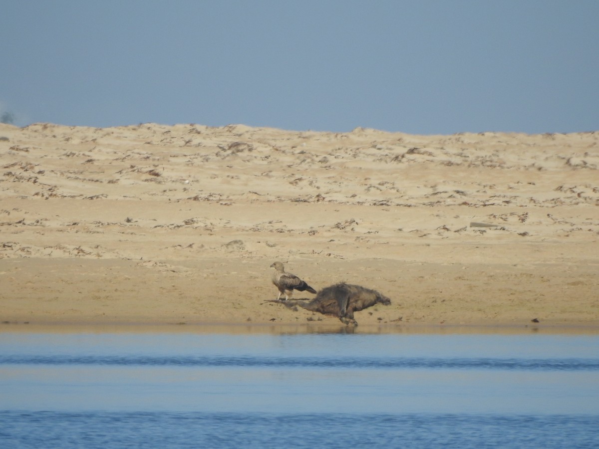 Whistling Kite - ML613850175