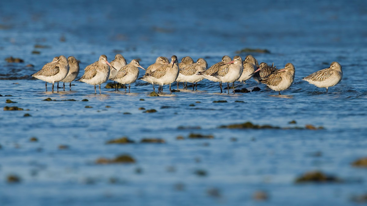 Bar-tailed Godwit - ML613850187