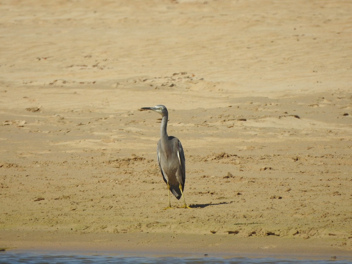 White-faced Heron - ML613850190