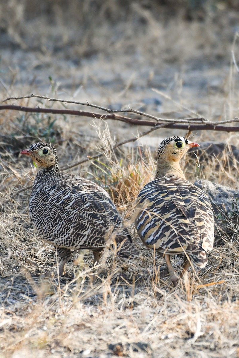 Painted Sandgrouse - ML613850197