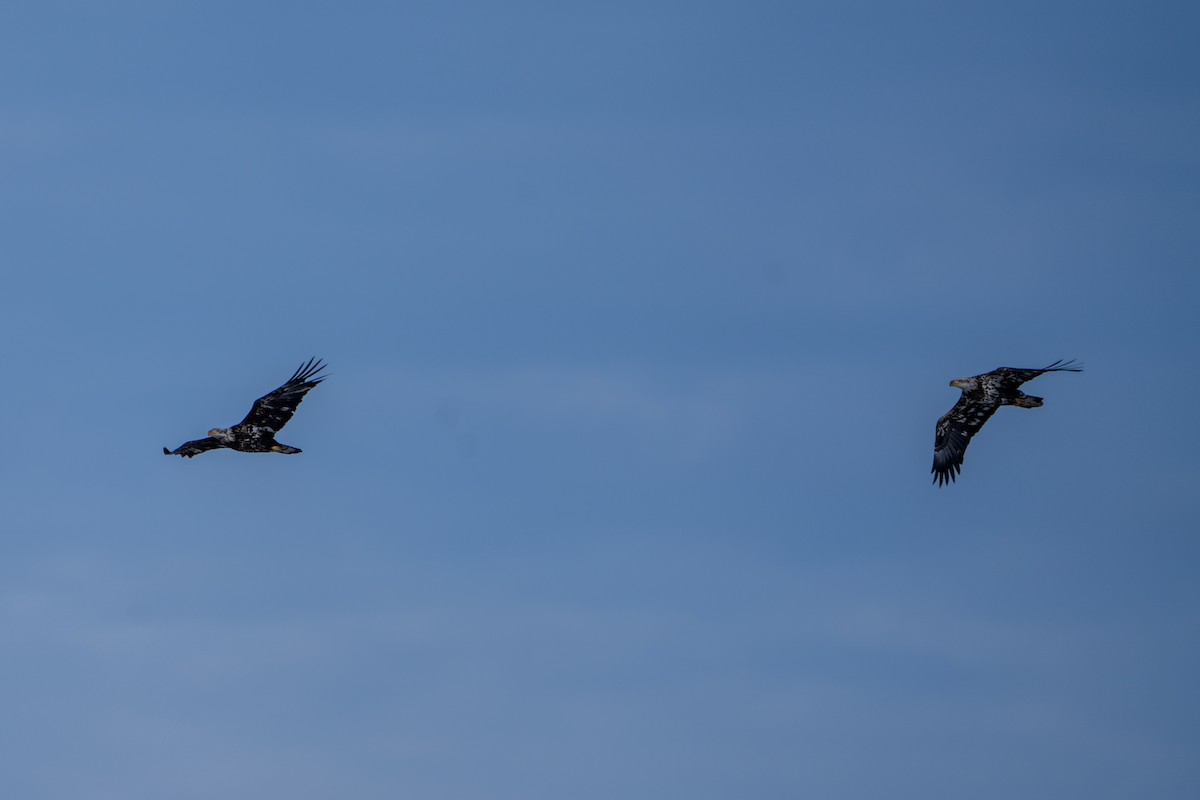 Weißkopf-Seeadler - ML613850198