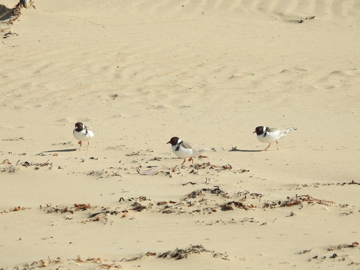 Hooded Plover - ML613850200