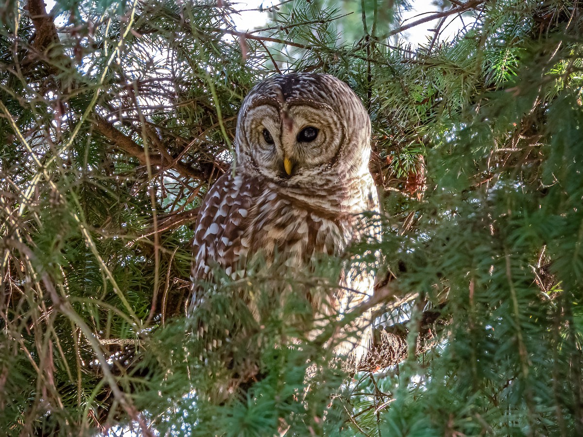 Barred Owl - ML613850203