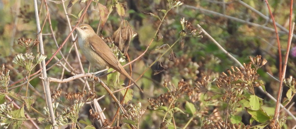 Clamorous Reed Warbler - ML613850221