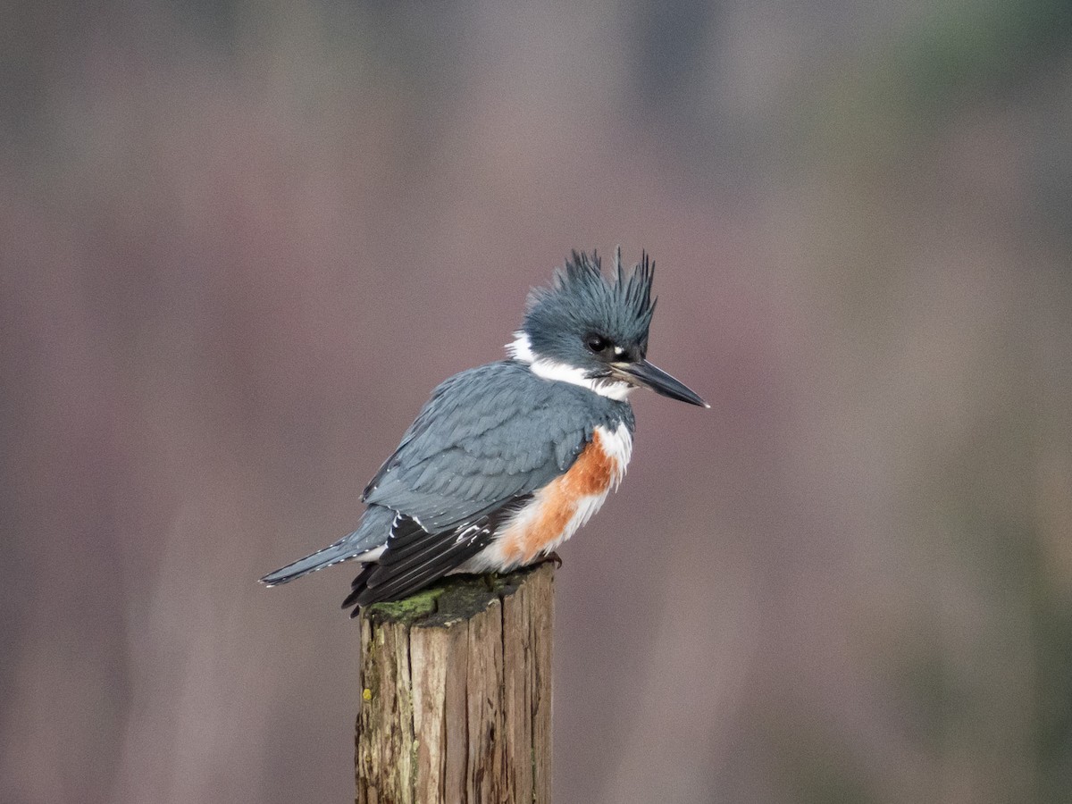 Belted Kingfisher - Jason Alexander