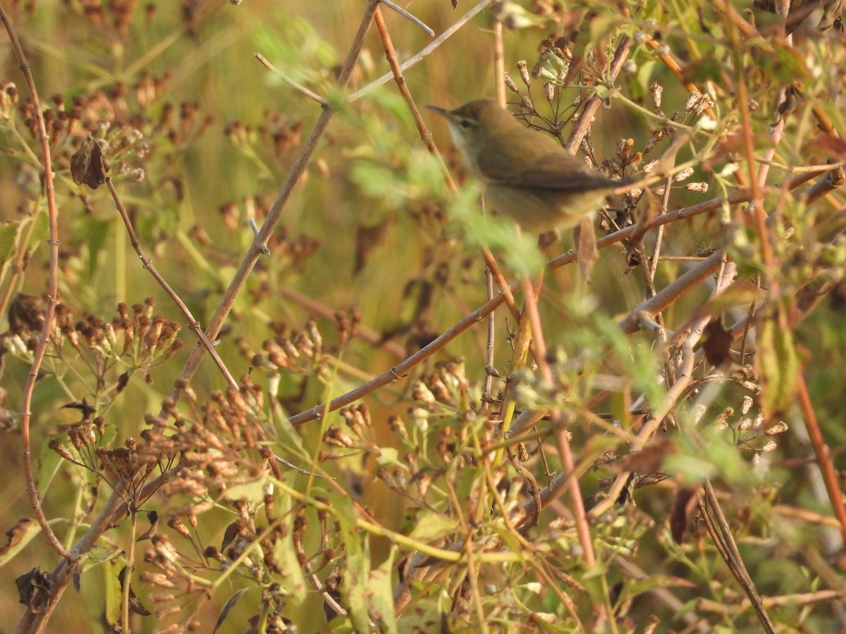 Blyth's Reed Warbler - ML613850238