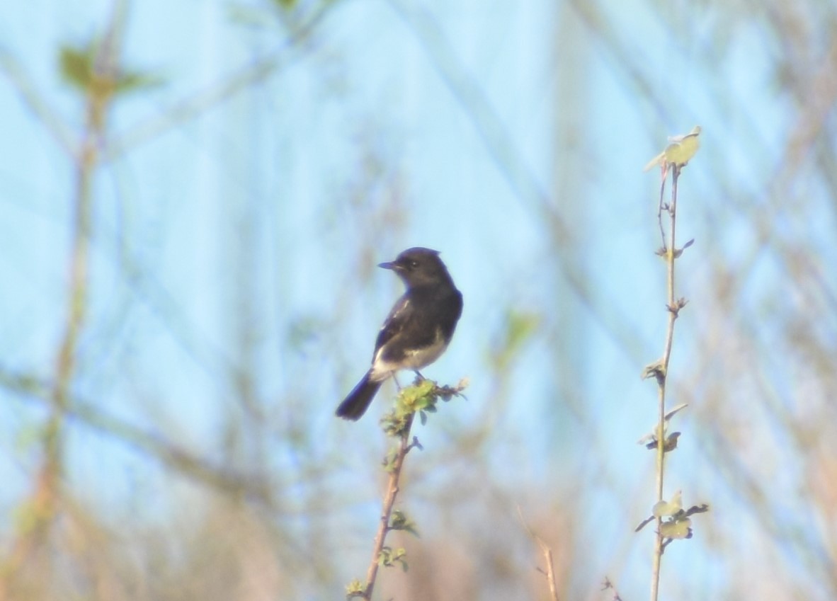 Pied Bushchat - ML613850266