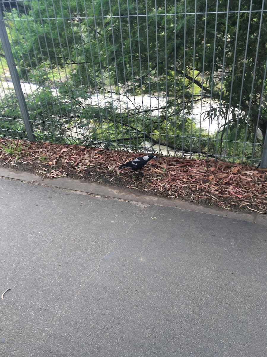 Australian Magpie (Black-backed x White-backed) - ML613850292