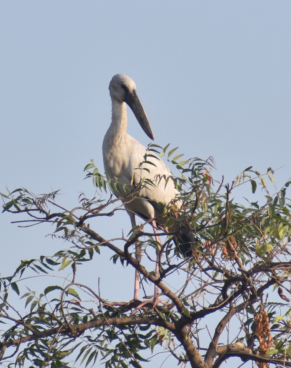 Asian Openbill - ML613850300