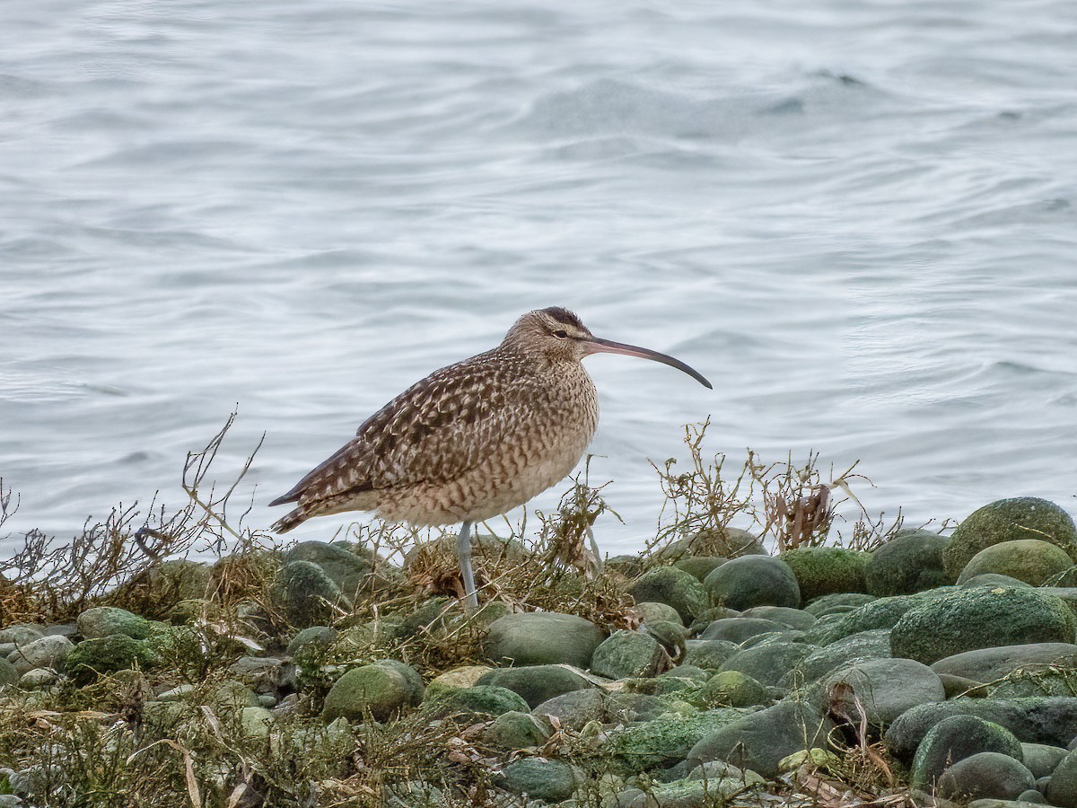 Whimbrel - Jason Alexander