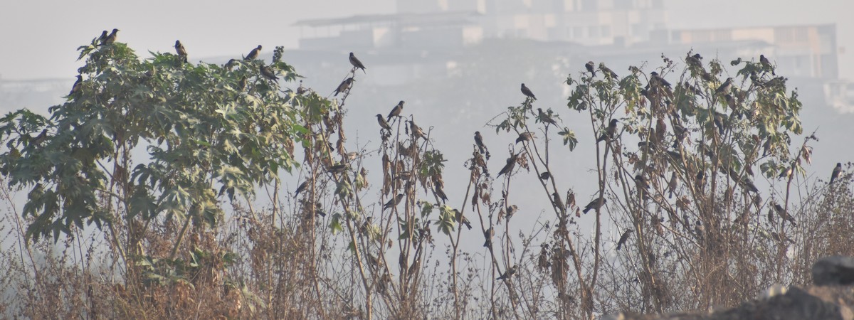 Rosy Starling - ML613850309