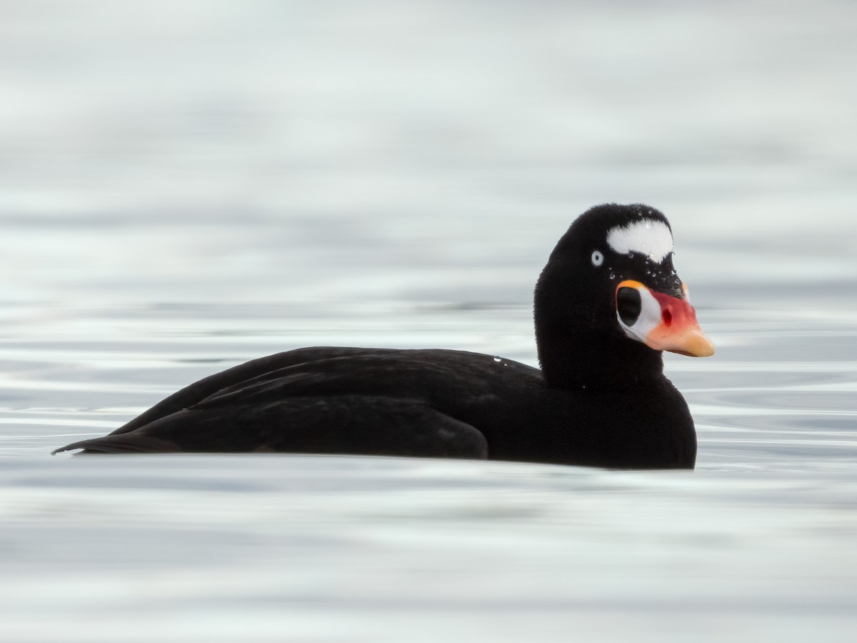 Surf Scoter - Jason Alexander