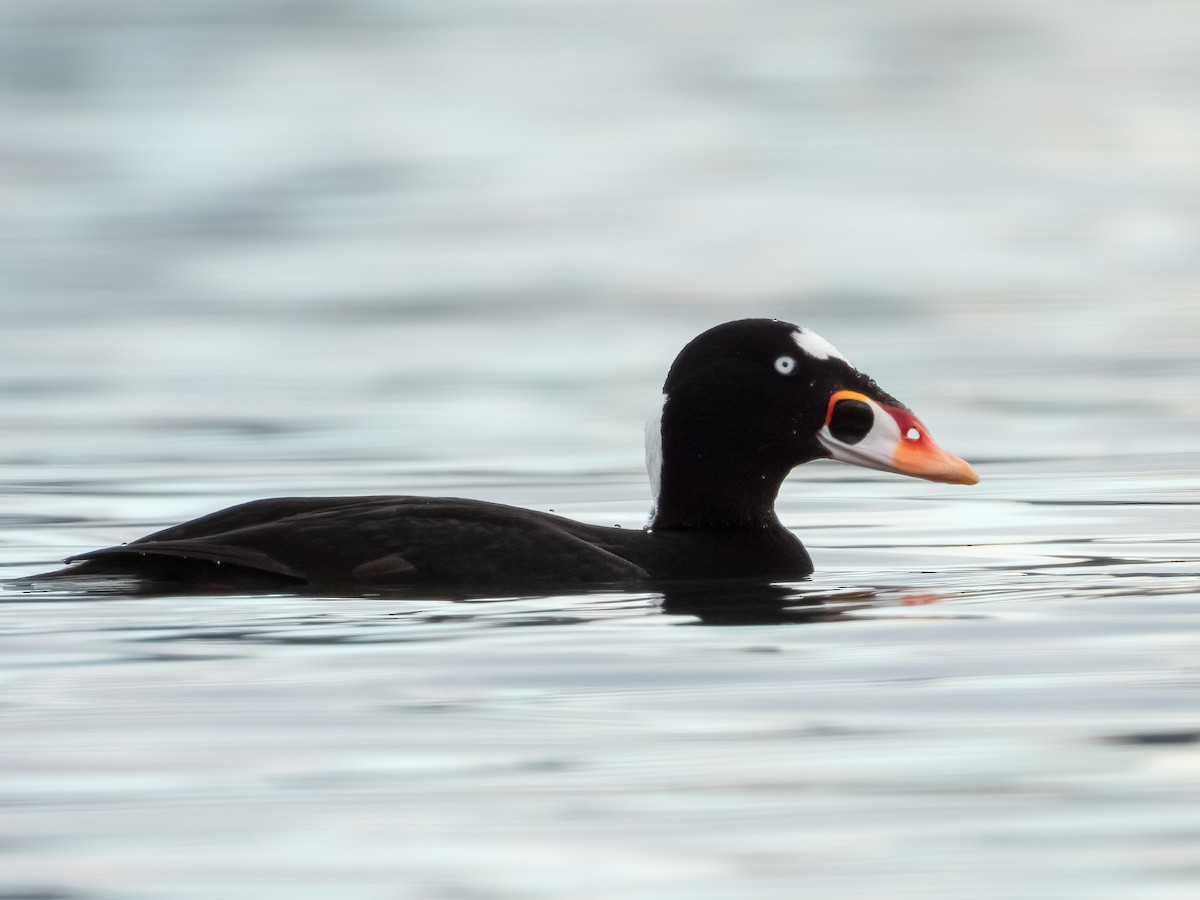 Surf Scoter - Jason Alexander