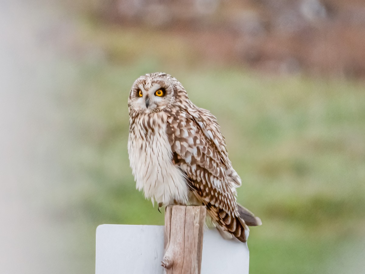 Short-eared Owl - Jason Alexander