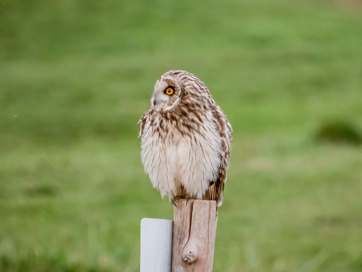 Short-eared Owl - Jason Alexander