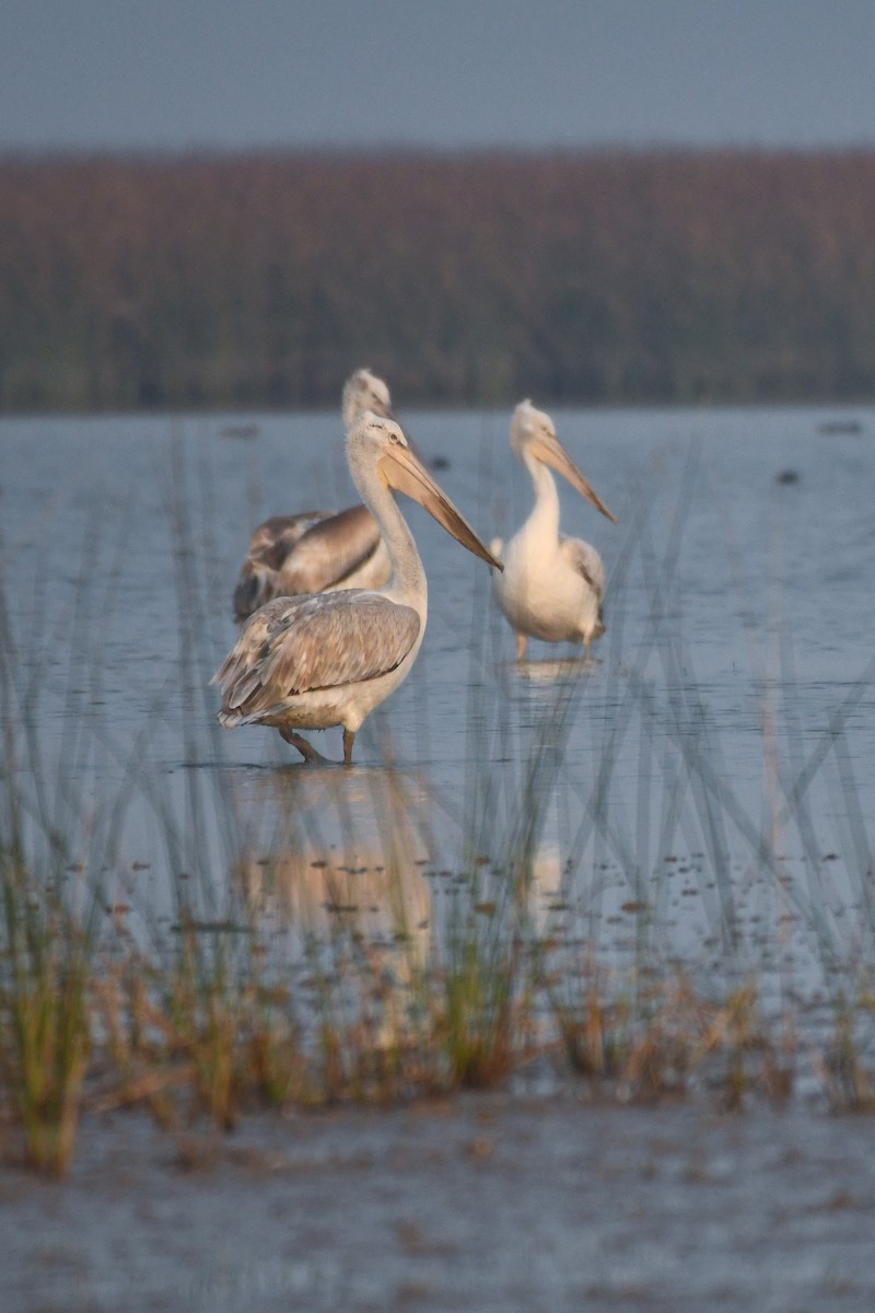 Dalmatian Pelican - ML613850334