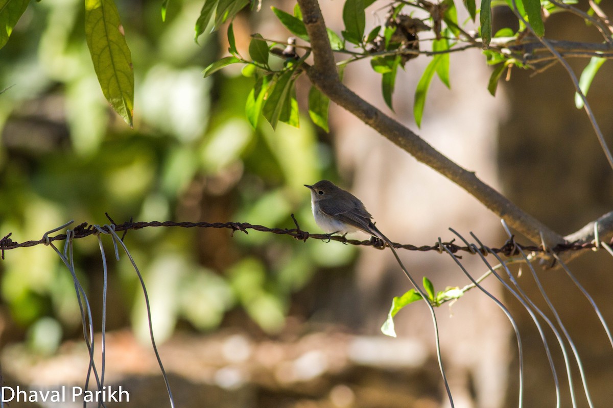 Taiga Flycatcher - ML613850346