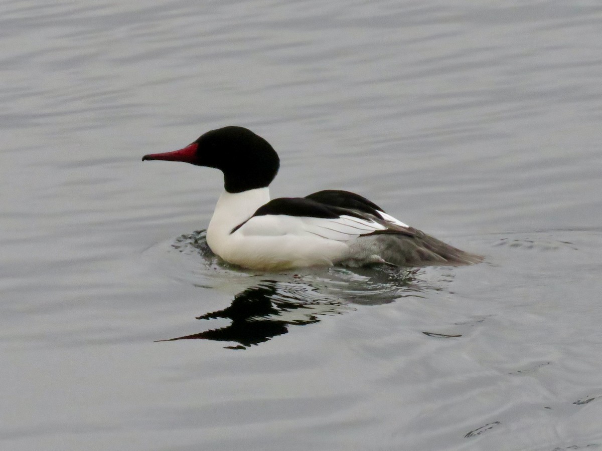 Common Merganser - ML613850349