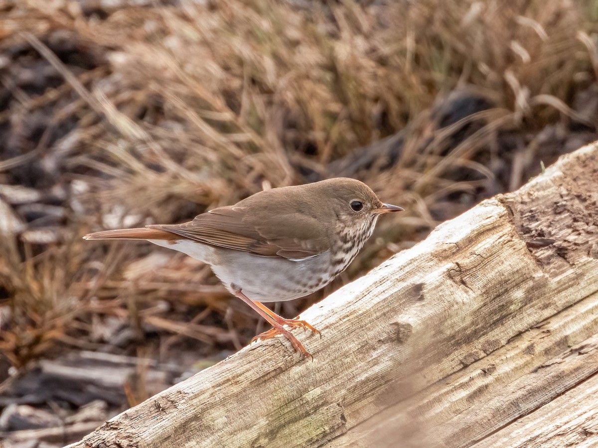 Hermit Thrush - ML613850353