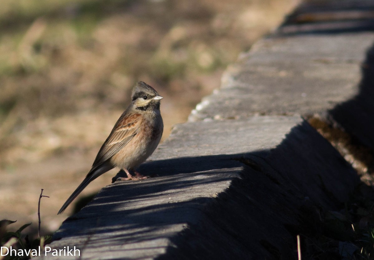 White-capped Bunting - ML613850357