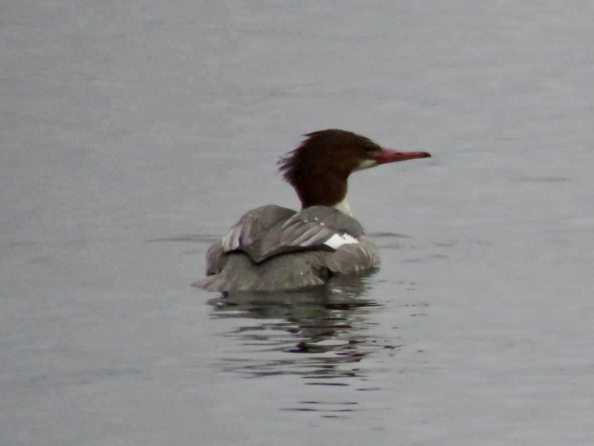 Common Merganser - ML613850360