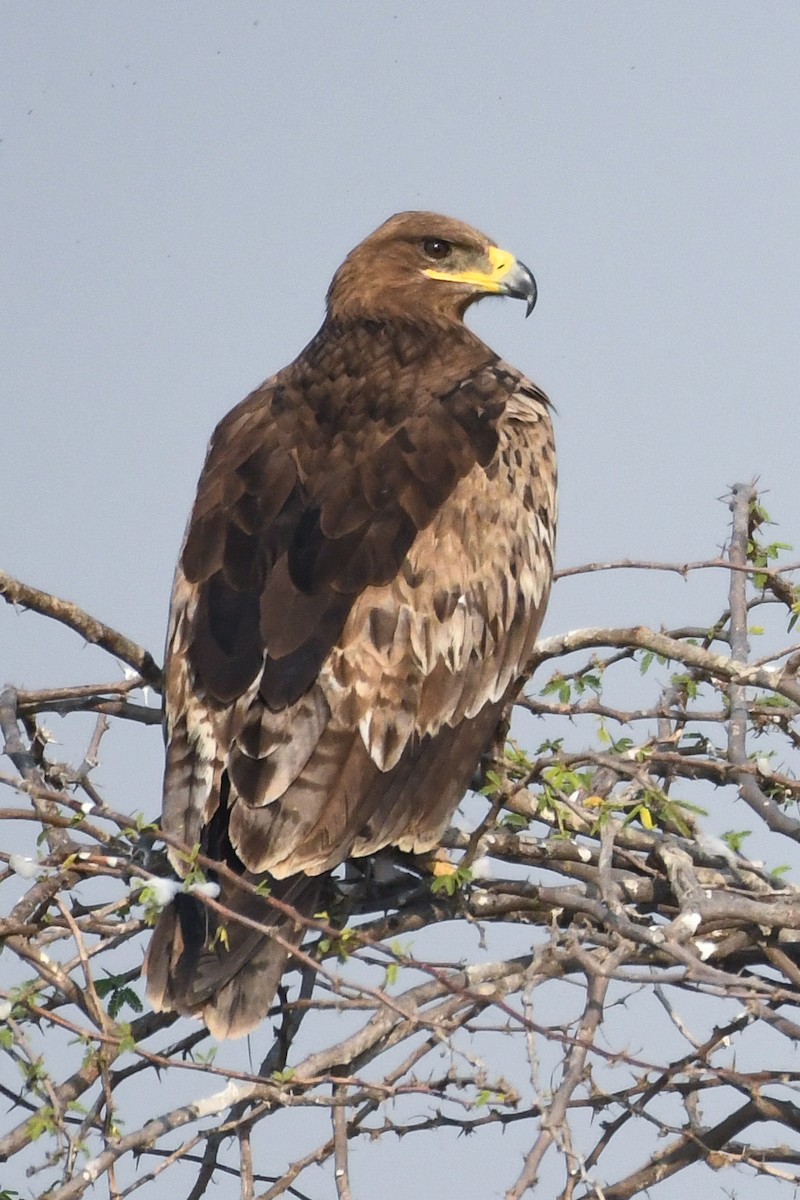 Steppe Eagle - ML613850362