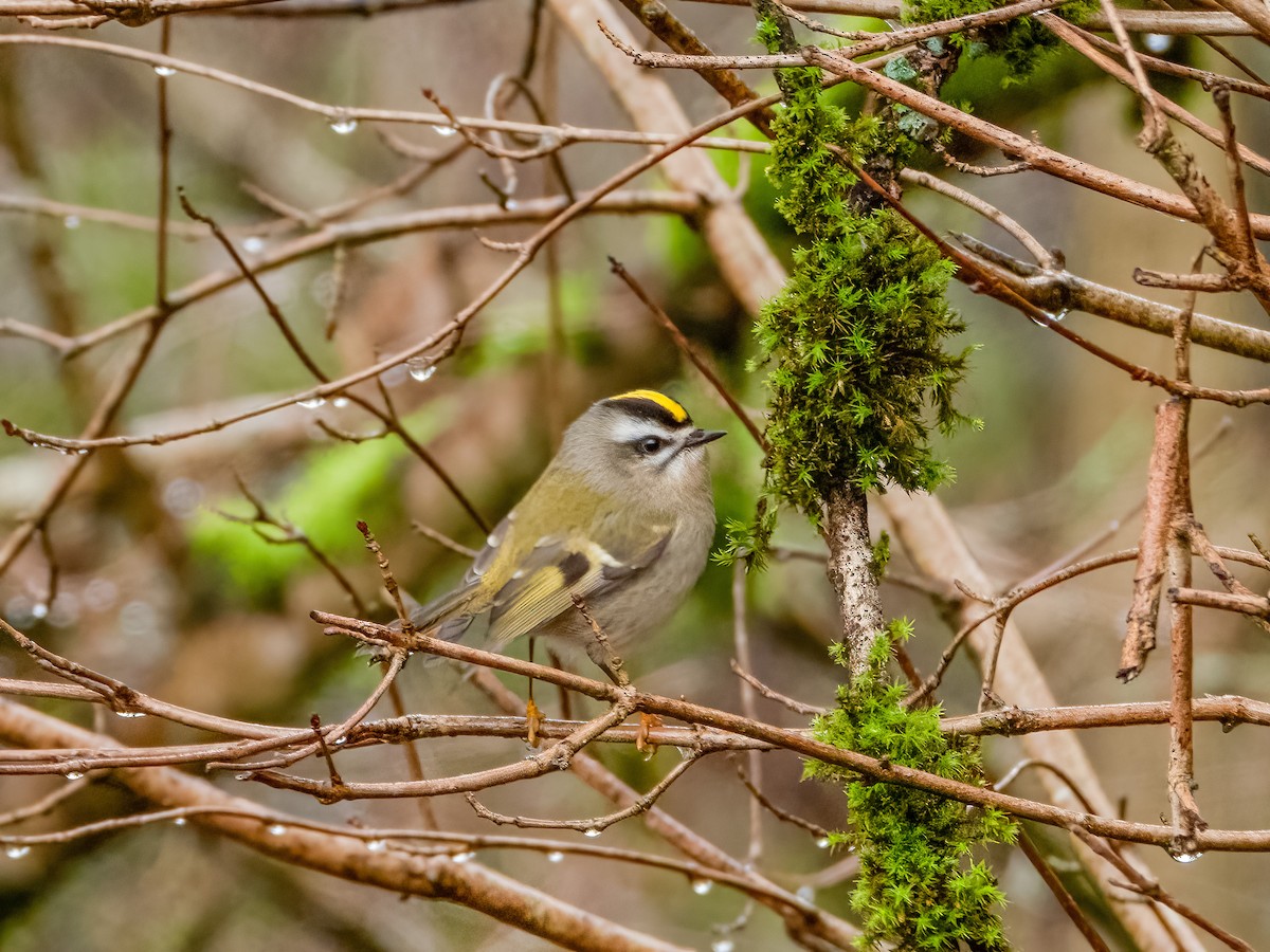 Roitelet à couronne dorée - ML613850370