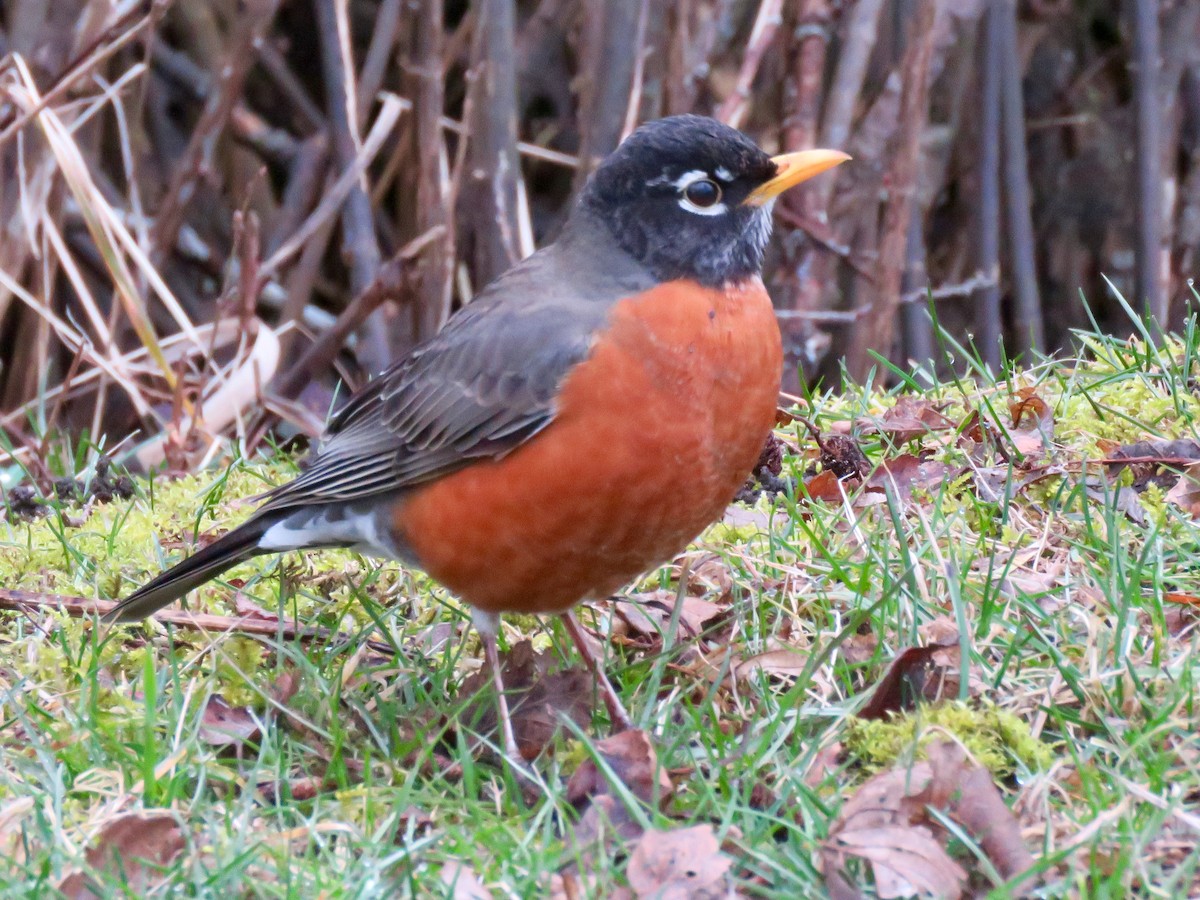 American Robin - ML613850372